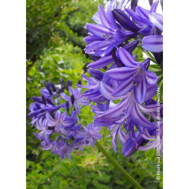 AGAPANTHUS NORTHERN STAR