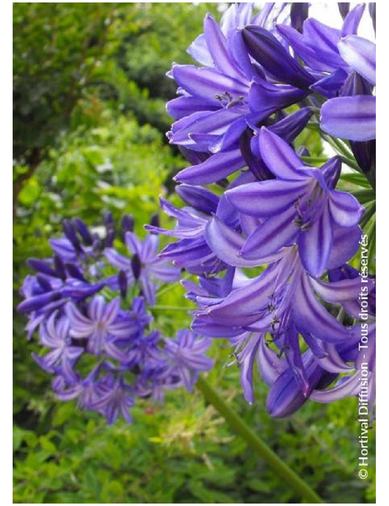 AGAPANTHUS NORTHERN STAR