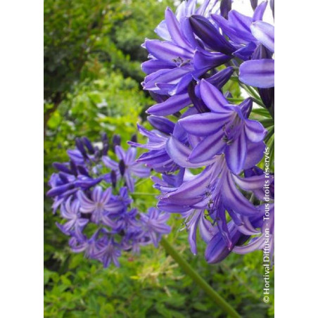 AGAPANTHUS NORTHERN STAR