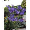 AGAPANTHUS NORTHERN STAR