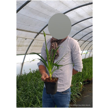 AGAPANTHUS NORTHERN STAR En pot de 2-3 litres