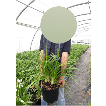 AGAPANTHUS NORTHERN STAR En pot de 10-12 litres