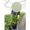 AGAPANTHUS NORTHERN STAR En pot de 10-12 litres