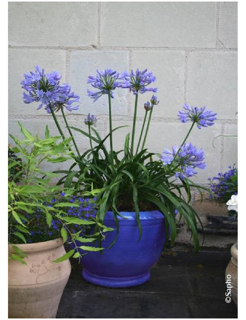 AGAPANTHUS PITCHOUNE BLUE