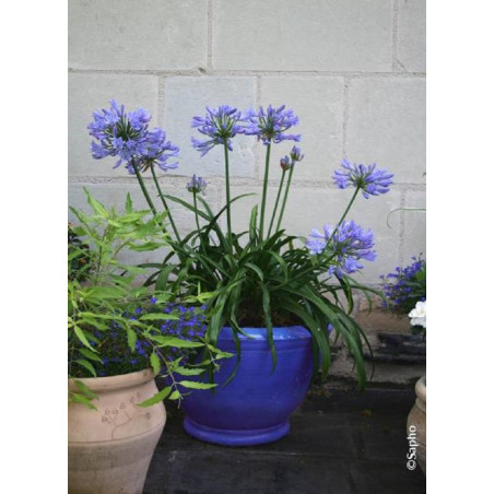 AGAPANTHUS PITCHOUNE BLUE