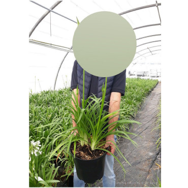 AGAPANTHUS PITCHOUNE BLUE En pot de 10-12 litres