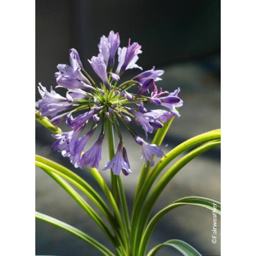 AGAPANTHUS SILVER MOON