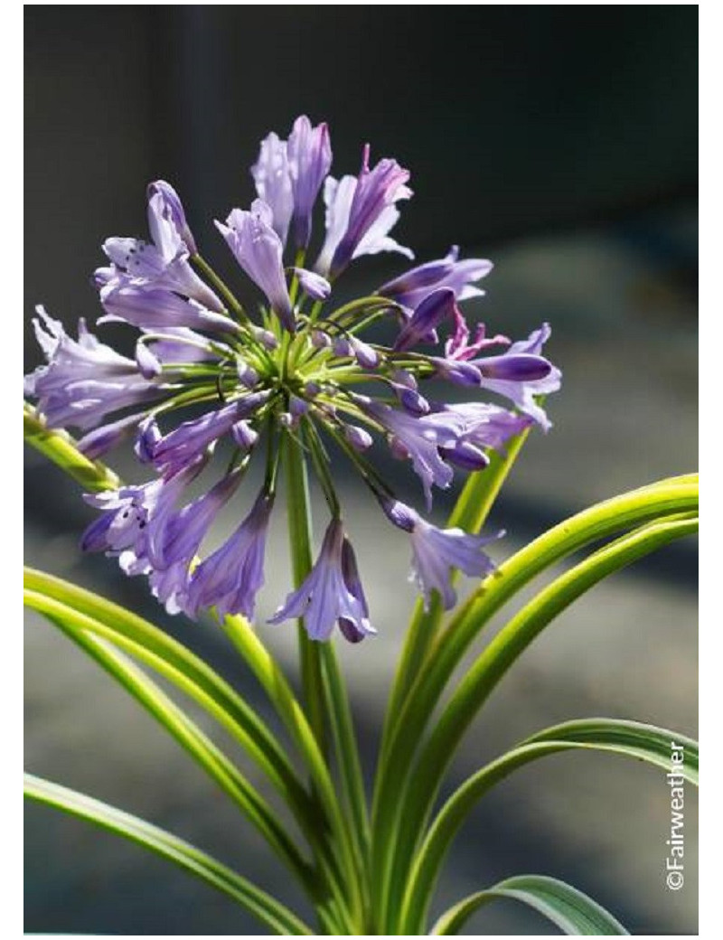 AGAPANTHUS SILVER MOON