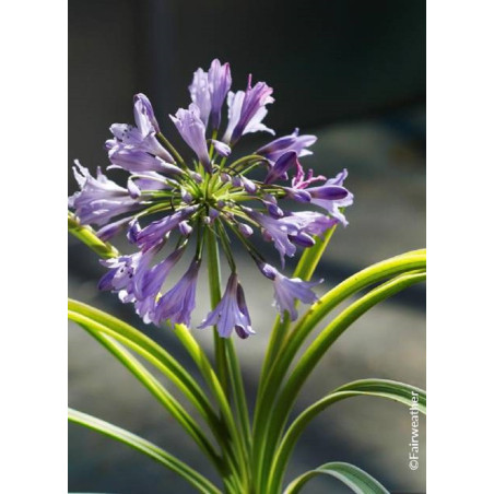 AGAPANTHUS SILVER MOON