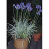 AGAPANTHUS SILVER MOON