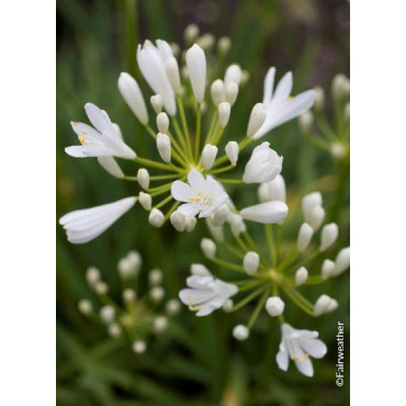 AGAPANTHUS SNOW PIXIE