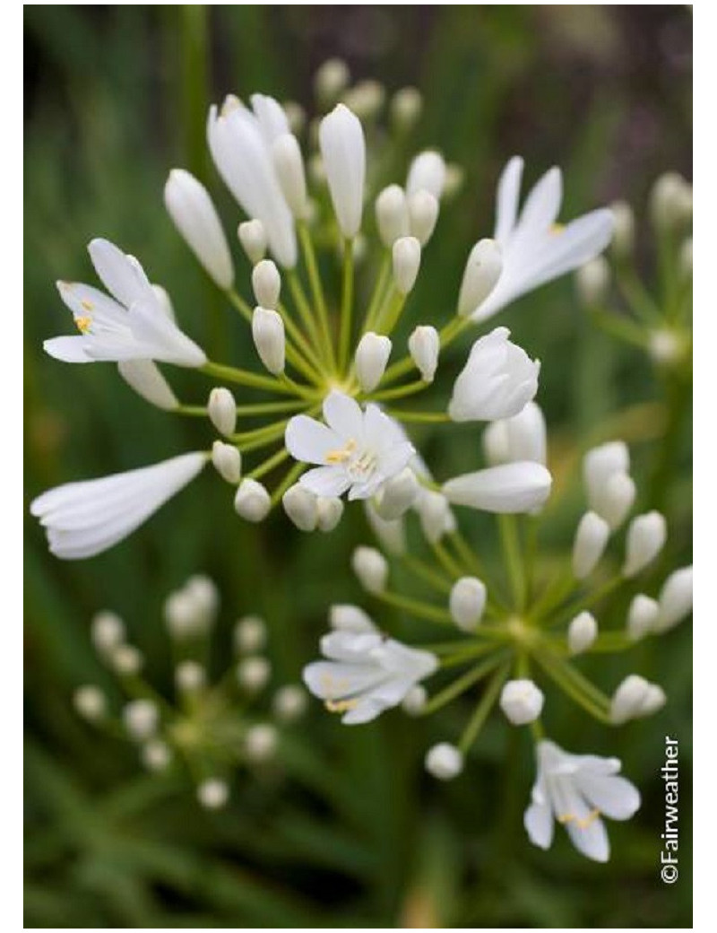 AGAPANTHUS SNOW PIXIE