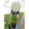 AGAPANTHUS SNOW PIXIE En pot de 10-12 litres