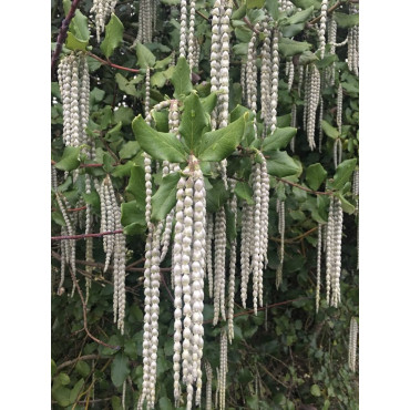 GARRYA elliptica