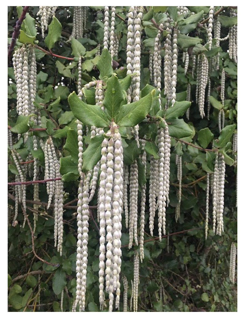 GARRYA elliptica