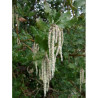 GARRYA elliptica