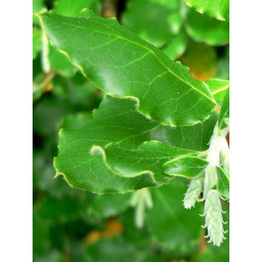 GARRYA elliptica