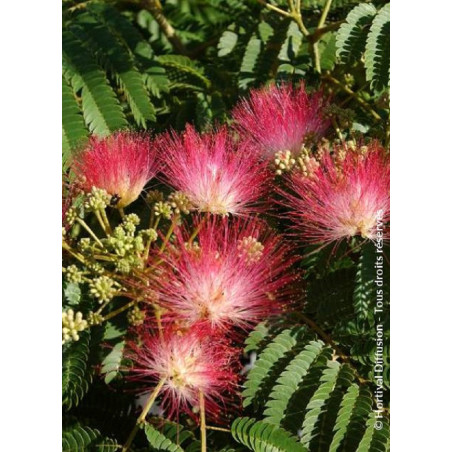 ALBIZIA julibrissin OMBRELLA