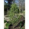 AMELANCHIER alnifolia OBELISK