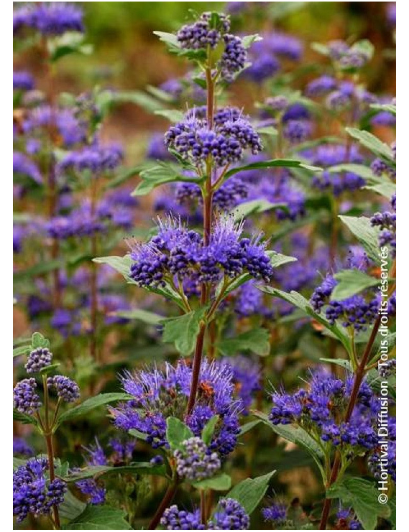 CARYOPTERIS clandonensis GRAND BLEU