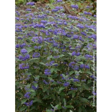 CARYOPTERIS clandonensis GRAND BLEU