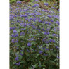 CARYOPTERIS clandonensis GRAND BLEU