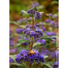 CARYOPTERIS clandonensis GRAND BLEU