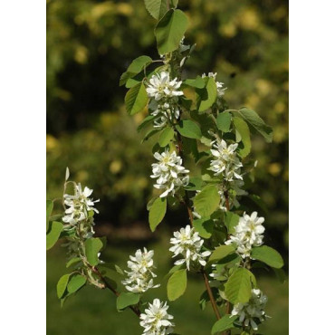 AMELANCHIER alnifolia OBELISK