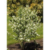 AMELANCHIER alnifolia OBELISK