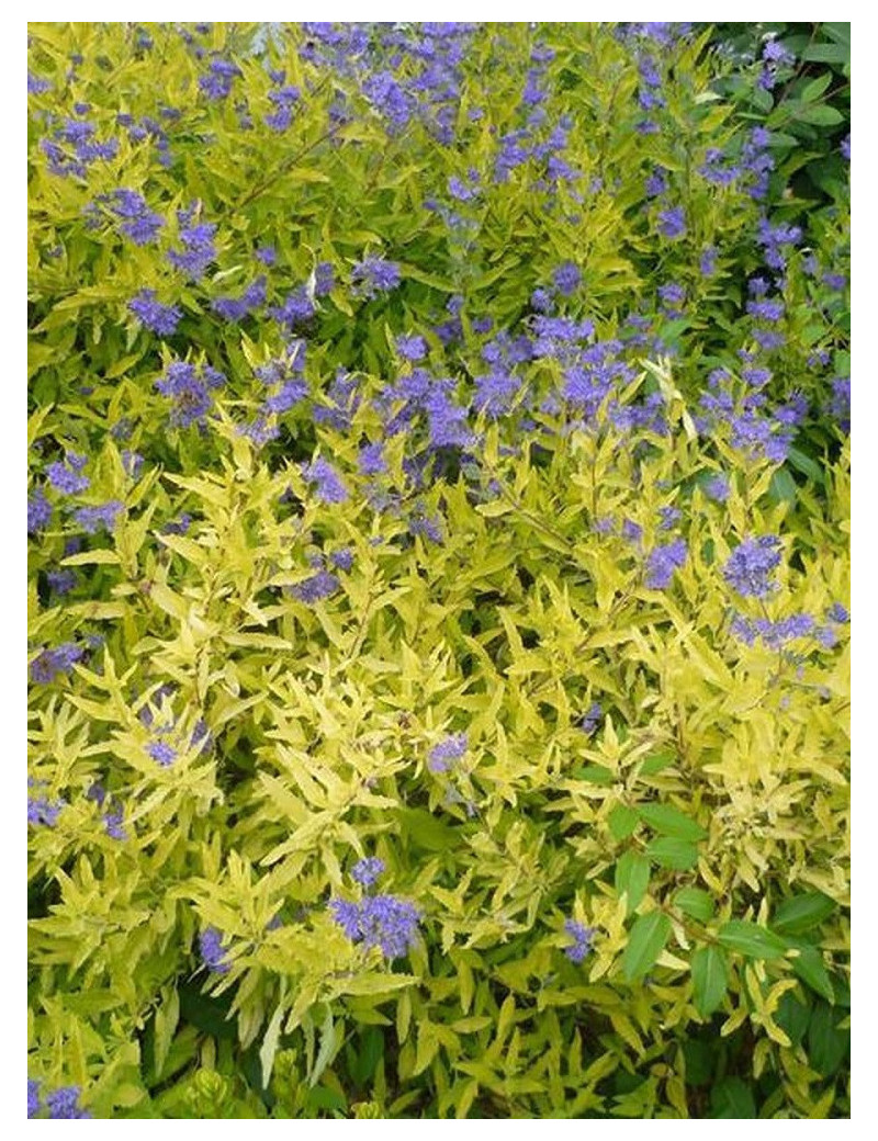 CARYOPTERIS clandonensis WORCESTER GOLD