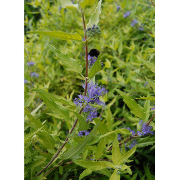 CARYOPTERIS clandonensis WORCESTER GOLD