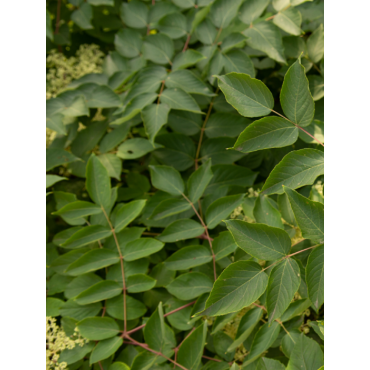 ARALIA elata