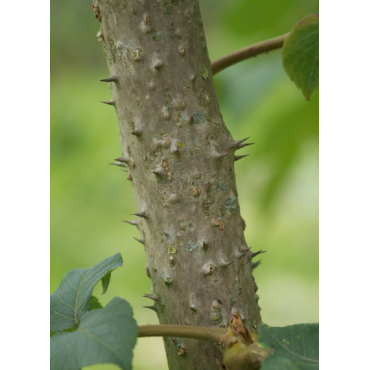 ARALIA elata