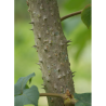 ARALIA elata