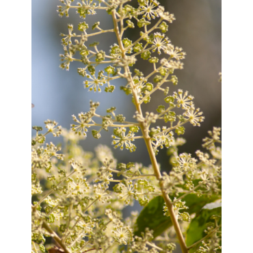 ARALIA elata