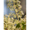 ARALIA elata