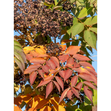 ARALIA elata