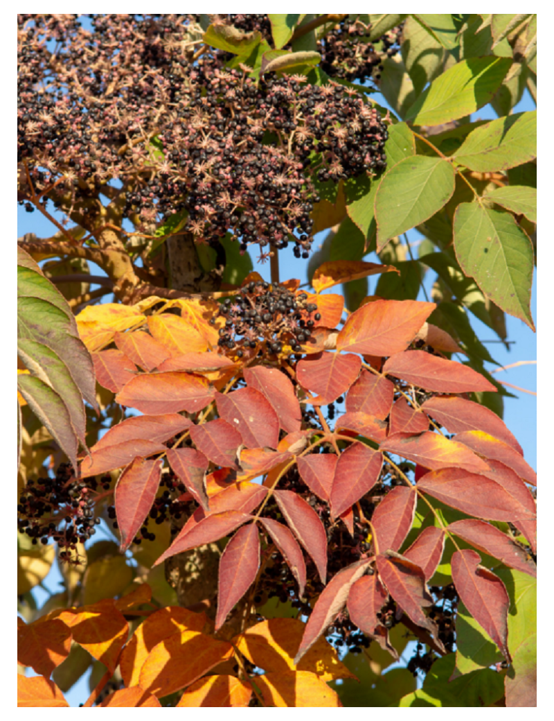 ARALIA elata