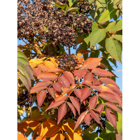 ARALIA elata