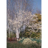 AMELANCHIER lamarckii