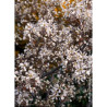 AMELANCHIER lamarckii