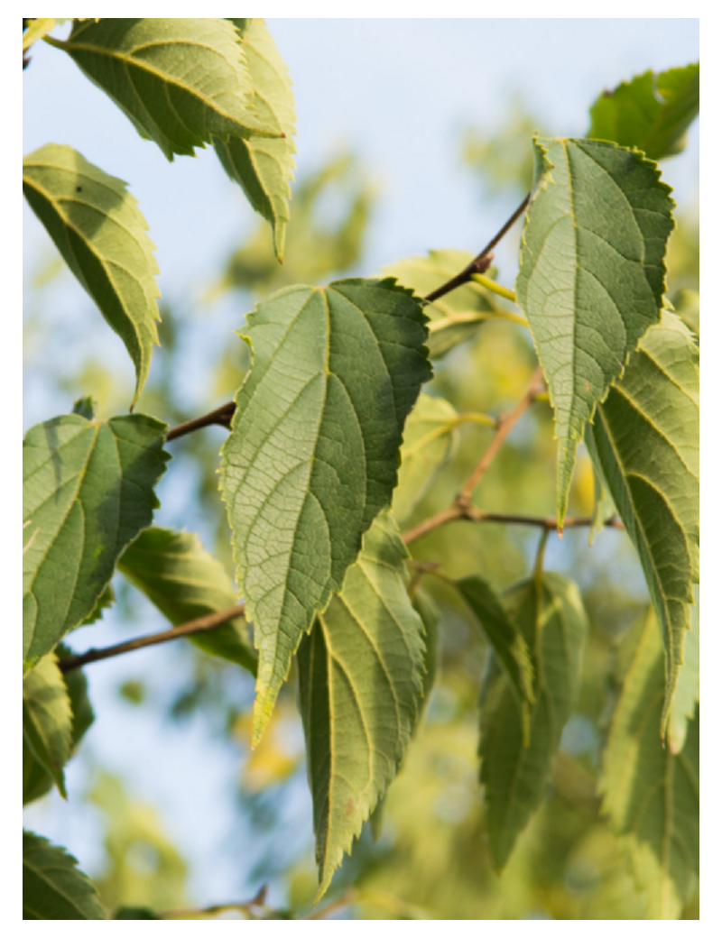 CELTIS australis