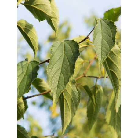 CELTIS australis