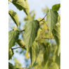 CELTIS australis