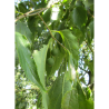 CELTIS australis