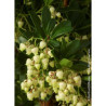 ARBUTUS unedo