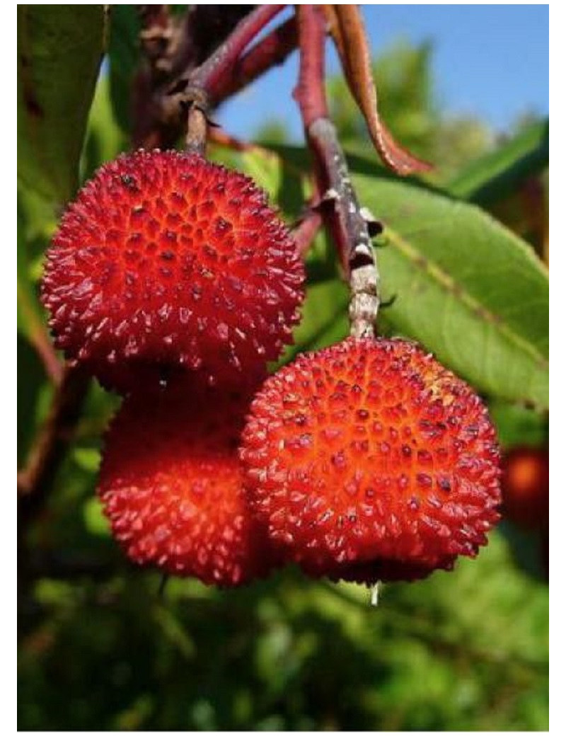 ARBUTUS unedo