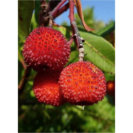 ARBUTUS unedo