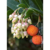 ARBUTUS unedo ATLANTIC