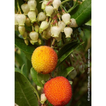 ARBUTUS unedo ATLANTIC